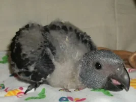 our new son bogart