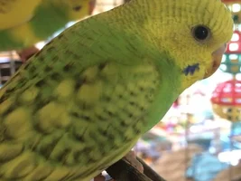 Three Week Old Budgie with bruised (?) leg