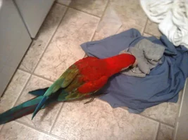 HELP! New Macaw owner question