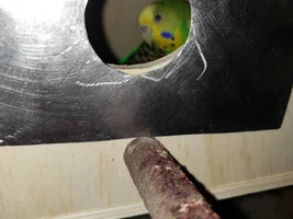 Two egg laying budgies.