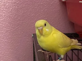 Sexist question only women can reply (not that I can stop the guys) Is your bird your girl and is it F or M (srsly guys can reply ok)