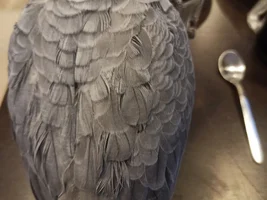 weird (barbered?) feathers