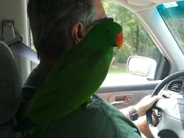 The Eclectus Diet: The Do's, the Don'ts, and Everything You Need to Know But Were Too Afraid to Ask