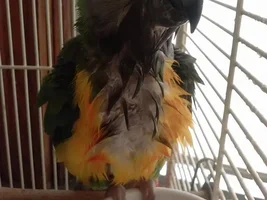 Hello :3