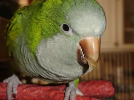 Over grown beak