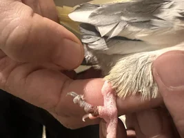 Toe changing colour