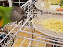 Italian night, or better stated, do you give your bird spaghetti?