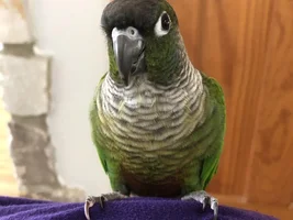 Bonded Green Cheek Conures In Need Of A New Home - Eastern PA Area