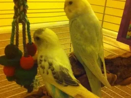 Budgie with a broken wing :(