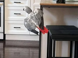 Re-homing our African Grey Buddy