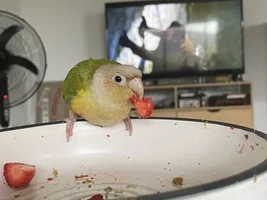 Is my conure sick?