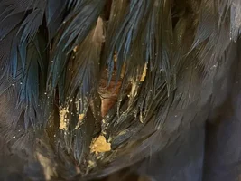 My 10 months Hyacinth Macaw just had a crop surgery with over 9 stitches, She is not feeding after 48 hours later, What should I do?