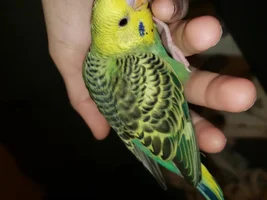 Baby budgie!