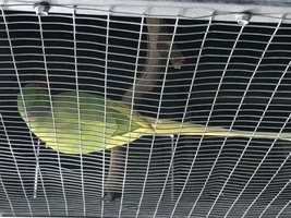 Can anyone help me ID this Ringneck