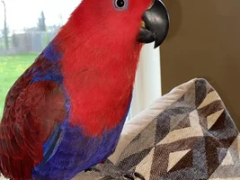 Toe tapping Winston