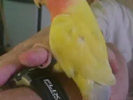 Hi from flockleader