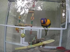 Just got the lorikeet bird , want to know whether its male or female and looking for name suggestion according to gender