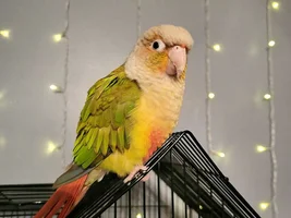 Teeko