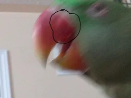 bump on the side of the beak
