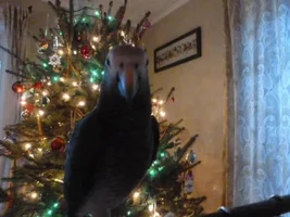 December POTM Contest