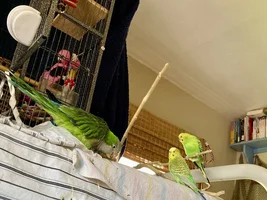 My birds seem to be having a conference