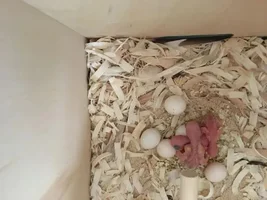 So I got her a nestbox....