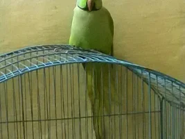 Question about wild indian ringneck