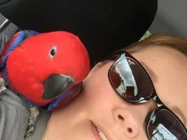 Dumb things people ask when you have your bird in public?