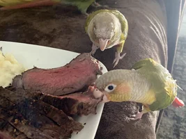 PLS HELP 🚨 BIRD ATE A CHEETO