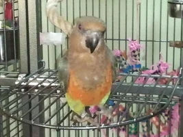 Bowie, struttin' his suff