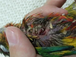 My Conure may not survive. Advice needed...