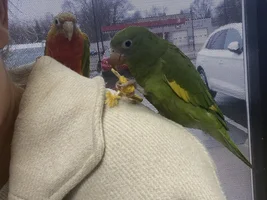 Getting a second bird to pair with my canary winged parakeet.