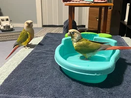 Indoor bird bath?