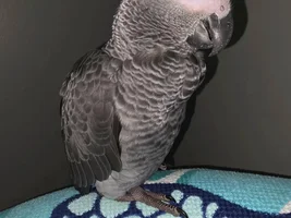 Help with Grey