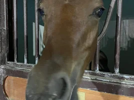 Animals i have touched and i have owned