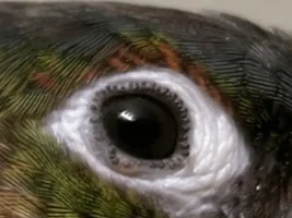 Green Cheek Conure has bump on her eyelid