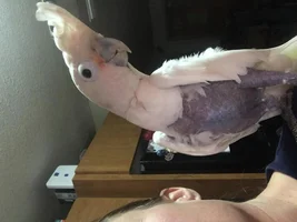 Shipping a bird cross country