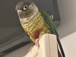 Rehoming, Need help!! Bonded pair