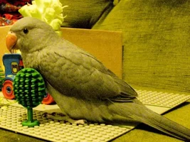 Newbie w/ Indian Ringneck