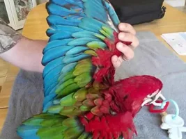 Baby GW and hybrid macaw photos