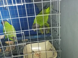 How to know the sex of my Senegal Parrots