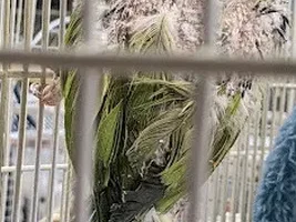 African Ringneck adoptee-to-be