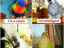 The best Bird meme!!