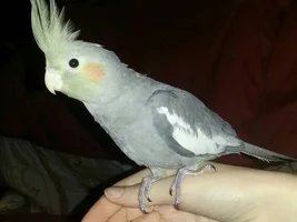 16 week old humping cockatiel