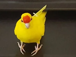 My Kakarikis don't seem to mates. Please help!