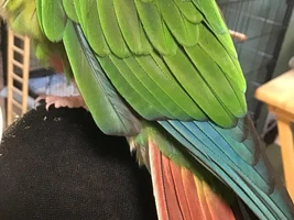 Green Cheek Mutation - Developing blue stripes?!