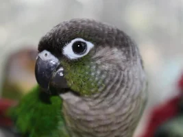 Pictures of my GCC's