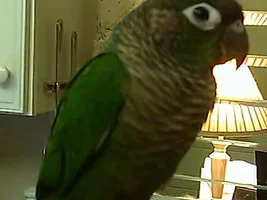 Hello everyone