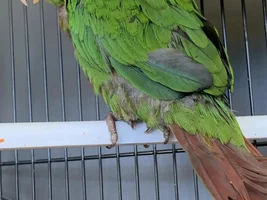 New Rose Crowned Conure