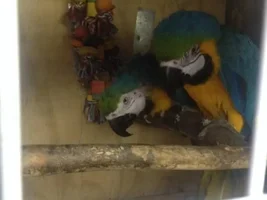 Macaws